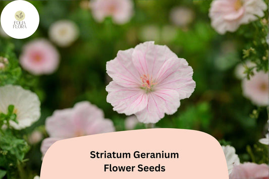 25+ Striatum Geranium Seeds | Hardy Perennial Cranesbill | Pink Blooms for Garden Beds, Borders & Ground Cover