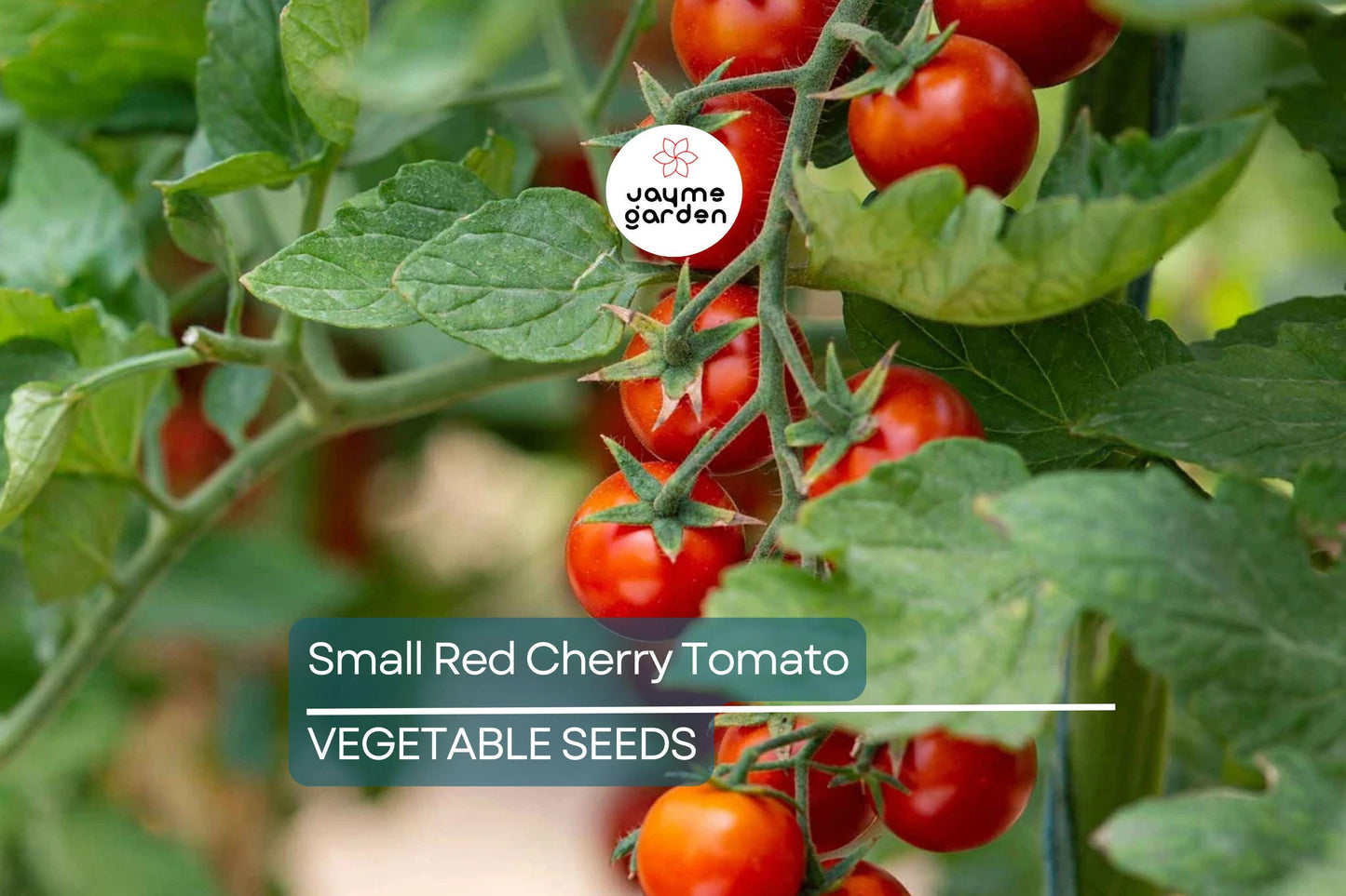 50 Small Red Cherry Tomato Seeds - Non-GMO Heirloom | High Yield & Sweet Flavor | Indeterminate Vines | USA Seller | Free Shipping