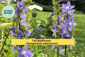 Tall Bellflower Seeds (Campanula americana) – 500 Native Wildflower Seeds | Woodland Edge, Pollinator Garden, Blue Blooms | Zones 4–8