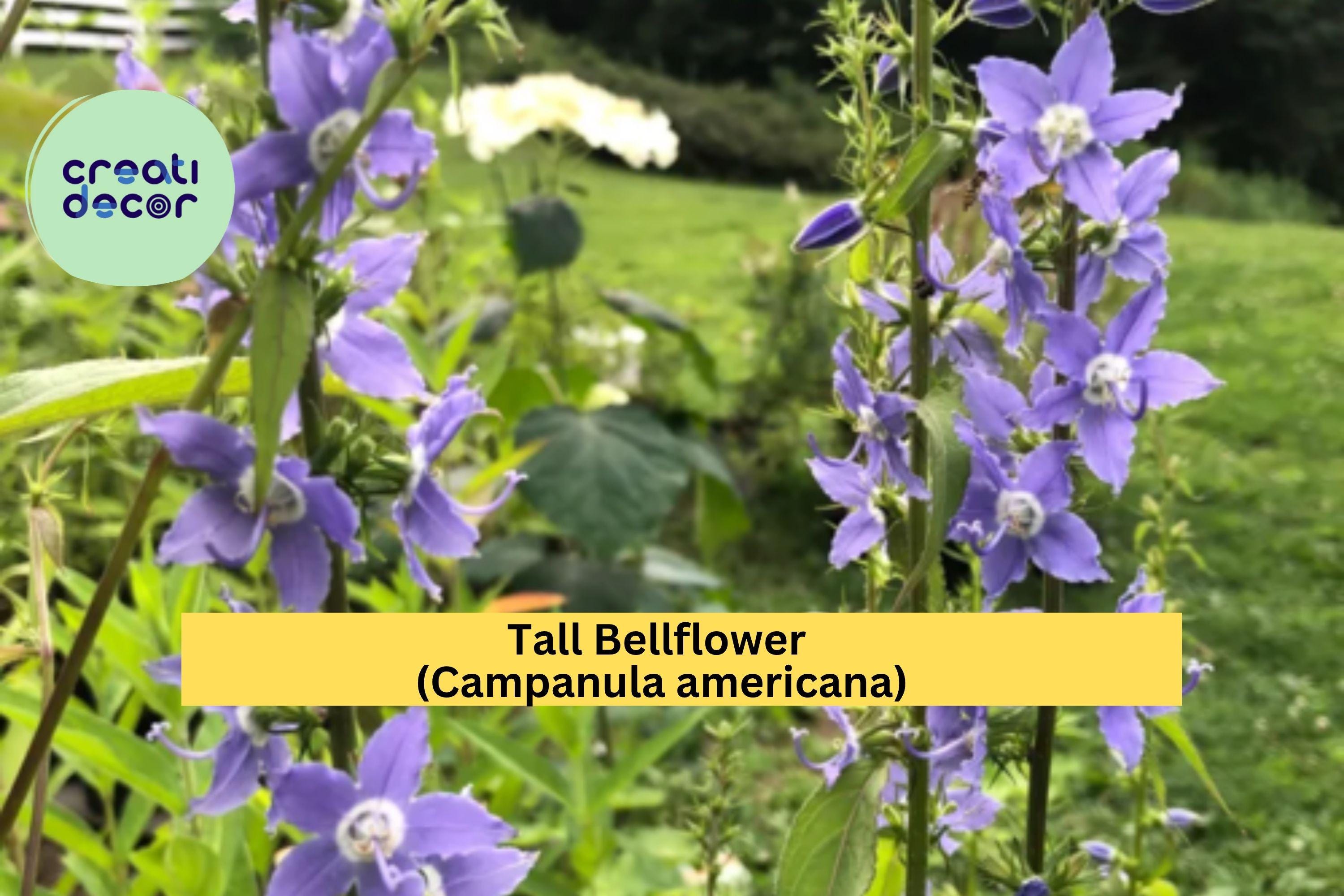 Tall Bellflower Seeds (Campanula americana) – 500 Native Wildflower Seeds | Woodland Edge, Pollinator Garden, Blue Blooms | Zones 4–8