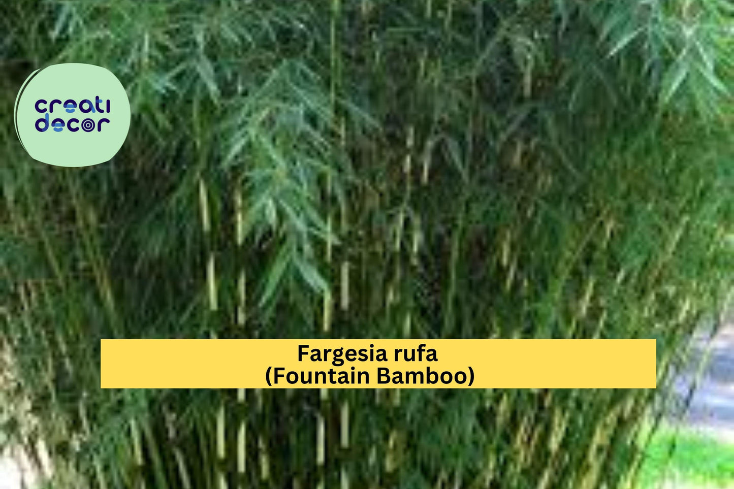 Fountain Bamboo – Fargesia rufa – Live Rooted Clumping Bamboo Plant 18–24” Tall, Non-Invasive Cold Hardy Ornamental Grass