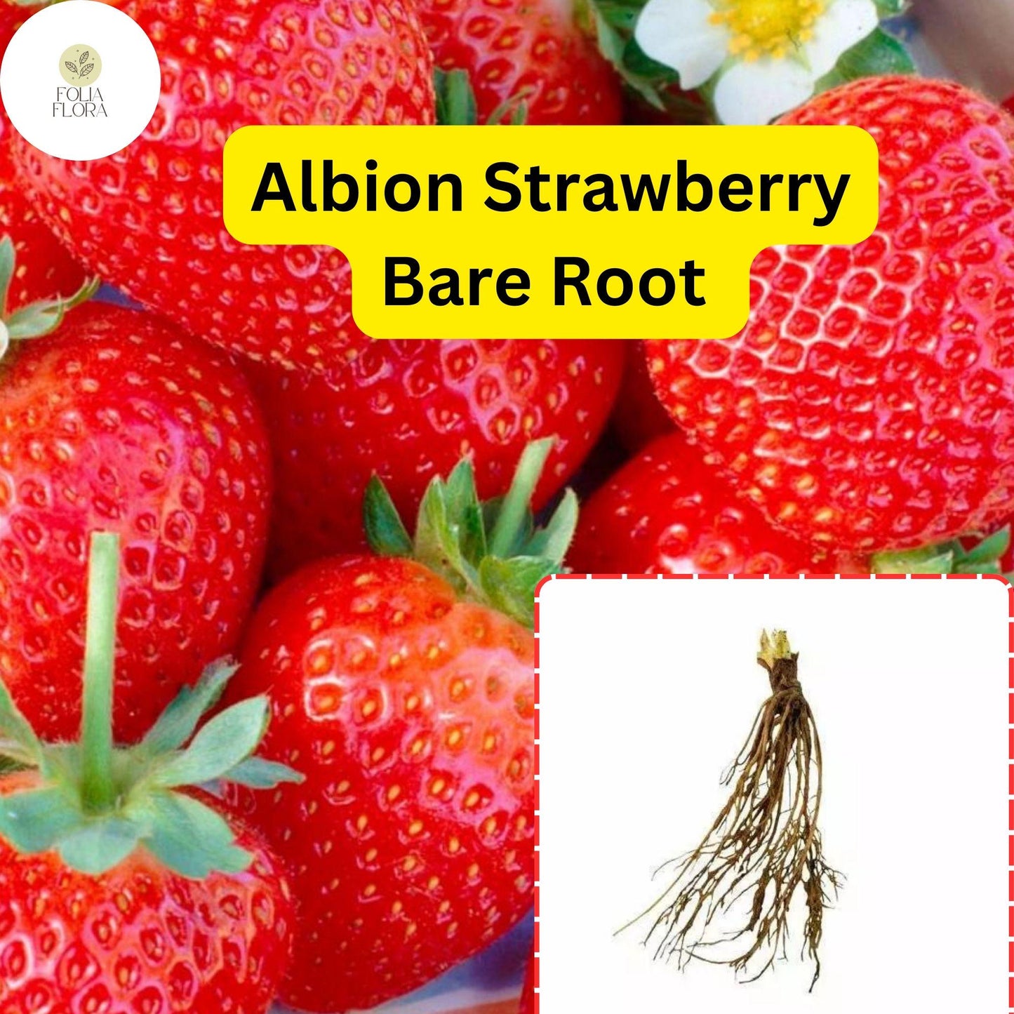 25 Bare Root Albion Strawberry Plants | Day Neutral Fragaria x ananassa