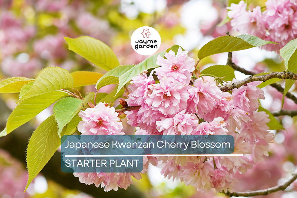 Kwanzan Cherry Blossom Starter Plant | 8-10” Live Tree | Prunus serrulata | Japanese Ornamental Tree | Spring Blooms | Well-Rooted