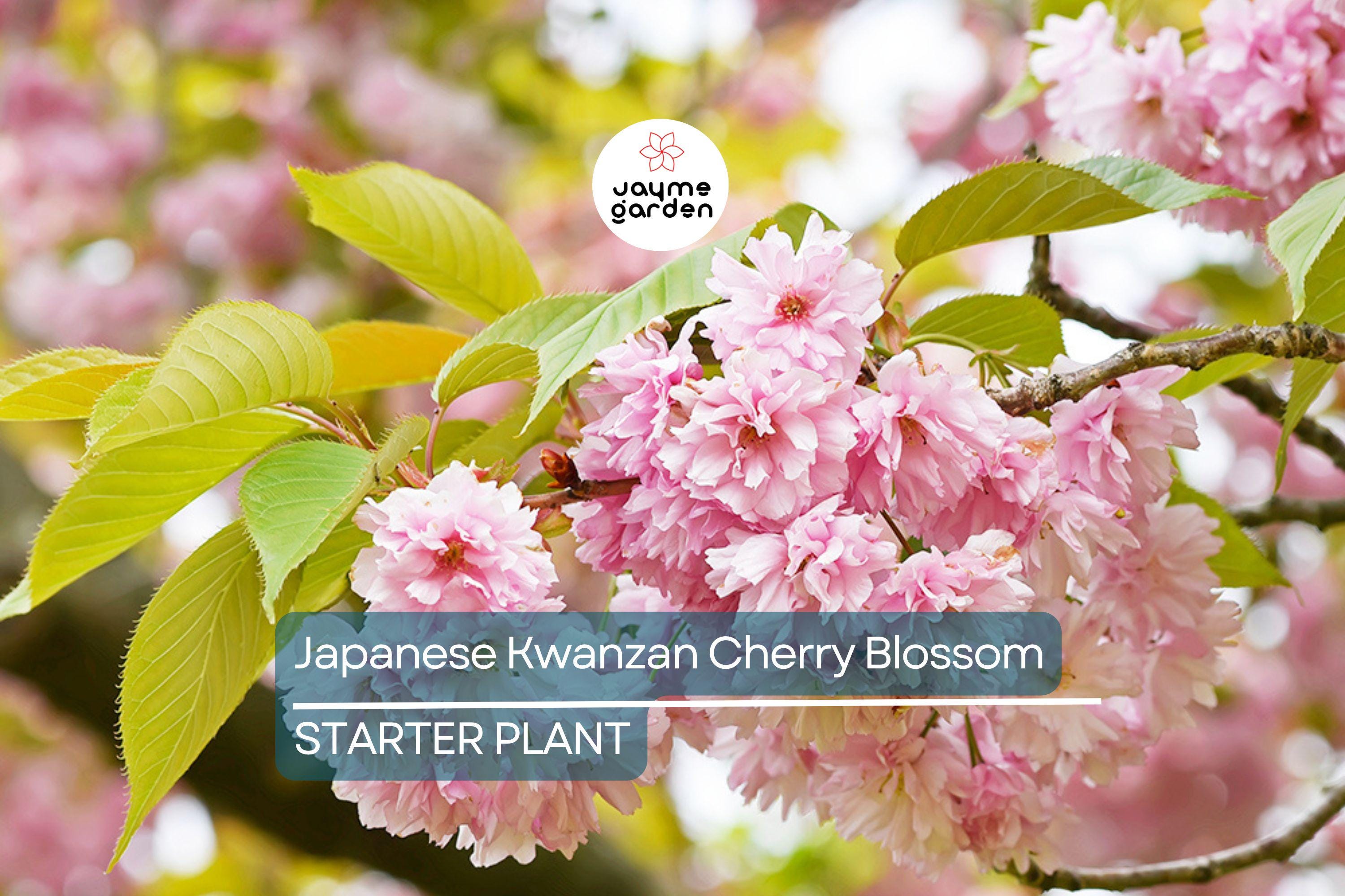 Kwanzan Cherry Blossom Starter Plant | 8-10” Live Tree | Prunus serrulata | Japanese Ornamental Tree | Spring Blooms | Well-Rooted