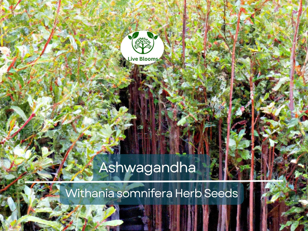 50 Ashwagandha Herb Seeds for planting | Withania somnifera (Indian Ginseng) - Grow Your Own Plant
