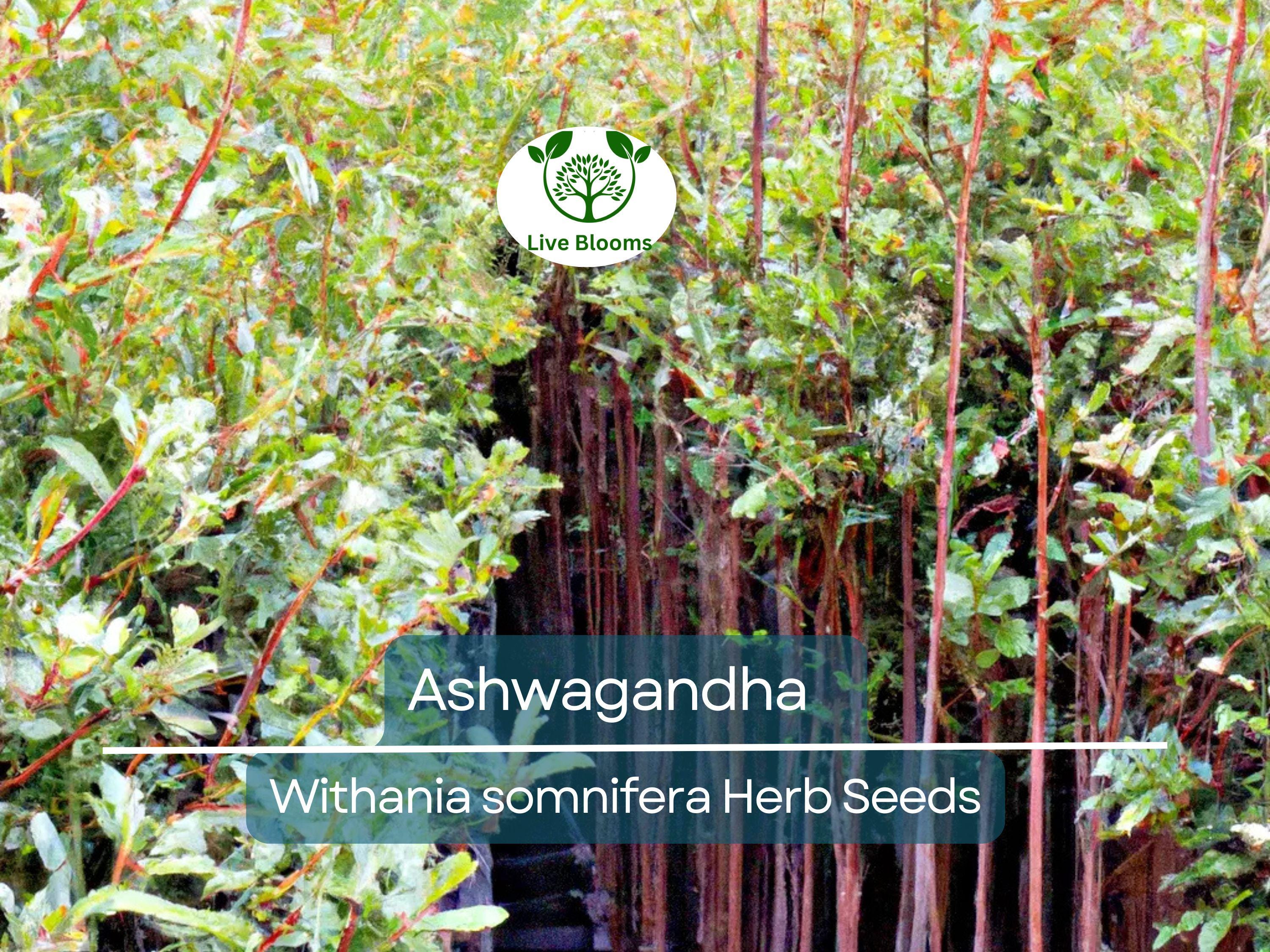 50 Ashwagandha Herb Seeds for planting | Withania somnifera (Indian Ginseng) - Grow Your Own Plant