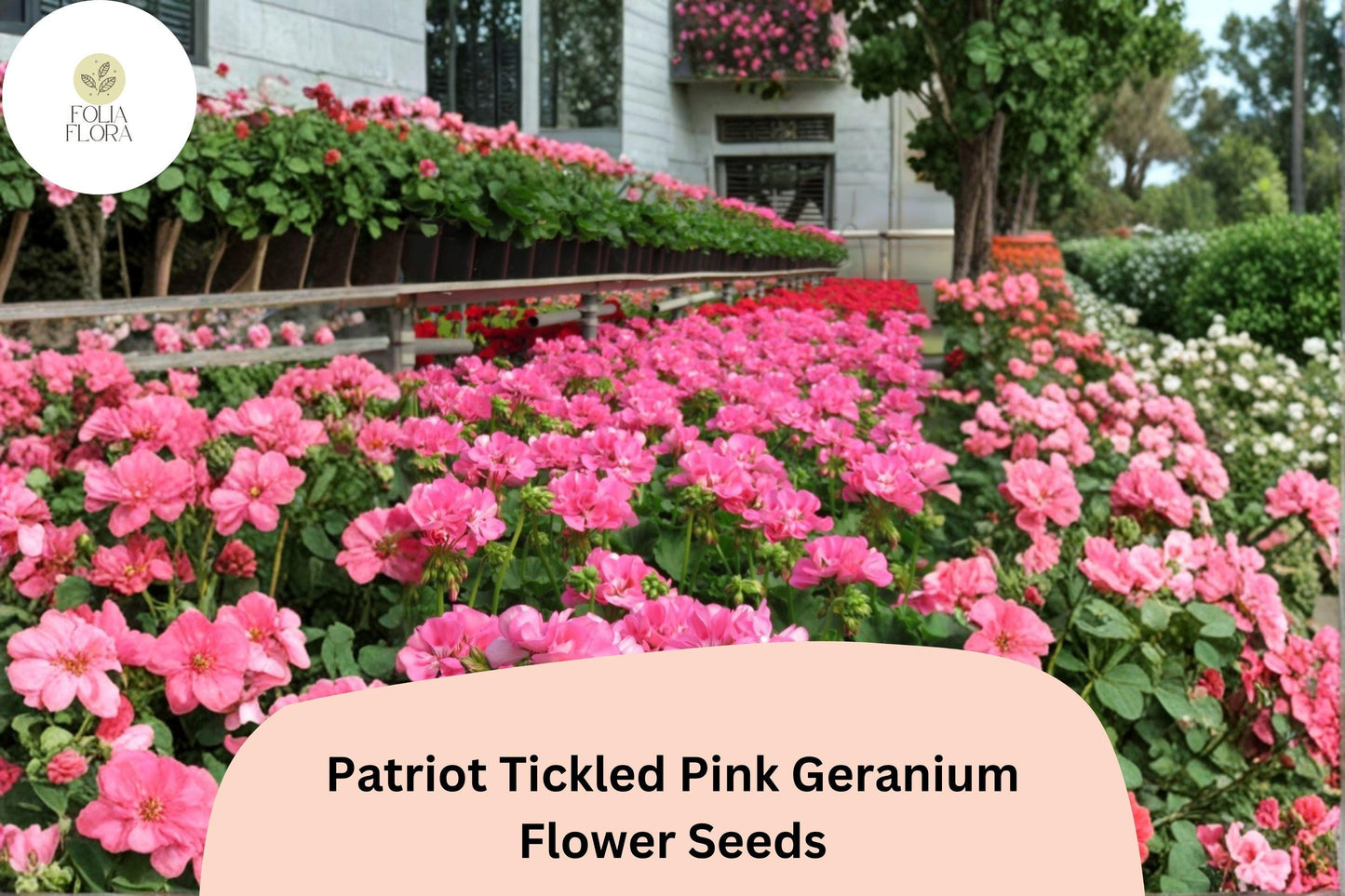25+ Patriot Tickled Pink Geranium Seeds | Hardy Perennial | Bright Pink Blooms for Garden Beds & Containers