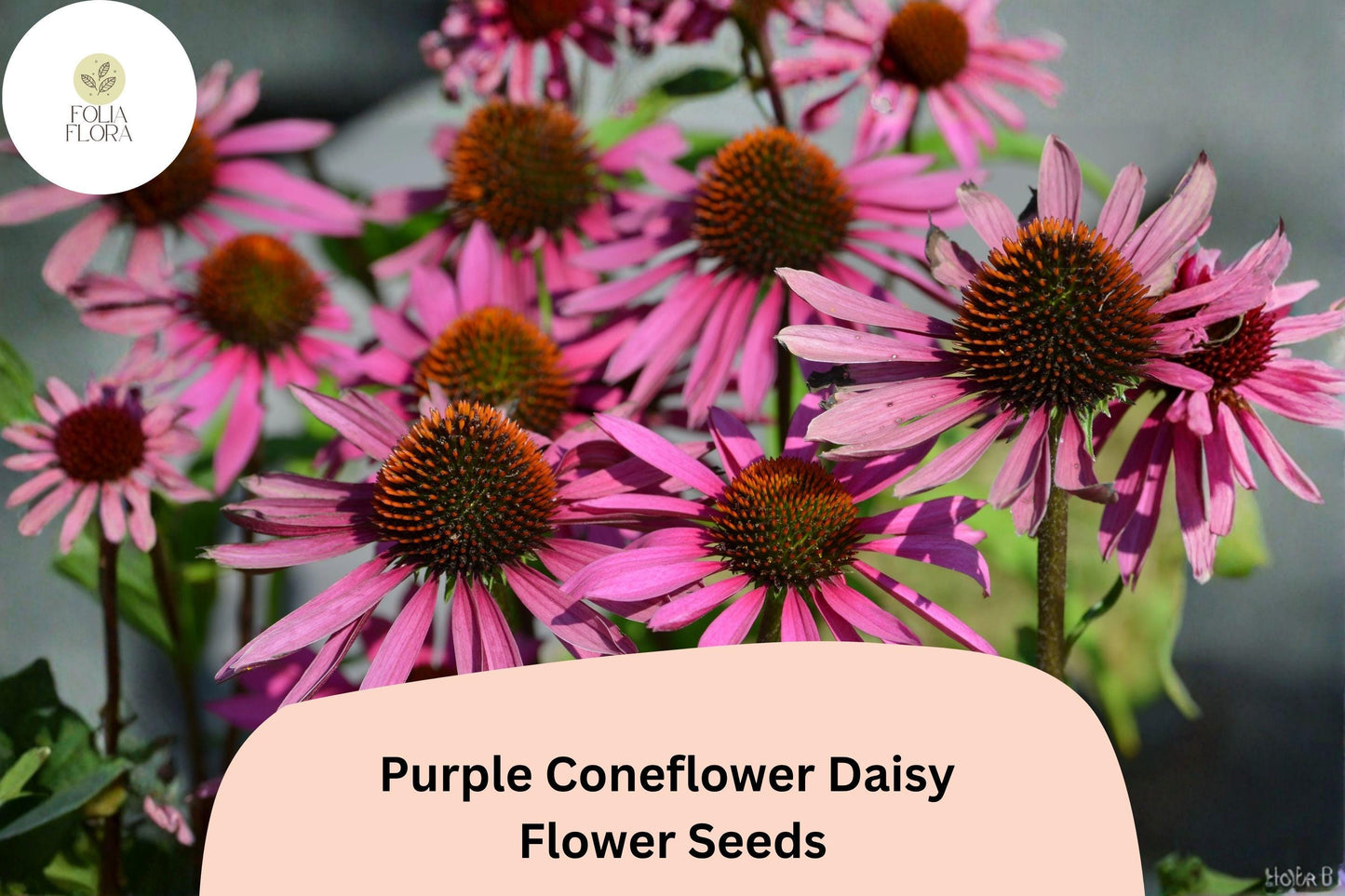 200+ Purple Coneflower Daisy Seeds | Echinacea purpurea | Vibrant Garden Blooms | Easy to Grow Perennial Flowers