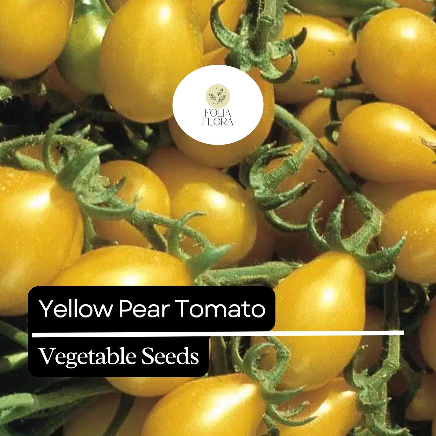 30 Yellow Pear Tomato Seeds – Heirloom, Sweet & Juicy, Non-GMO, Prolific Vine, Easy to Grow