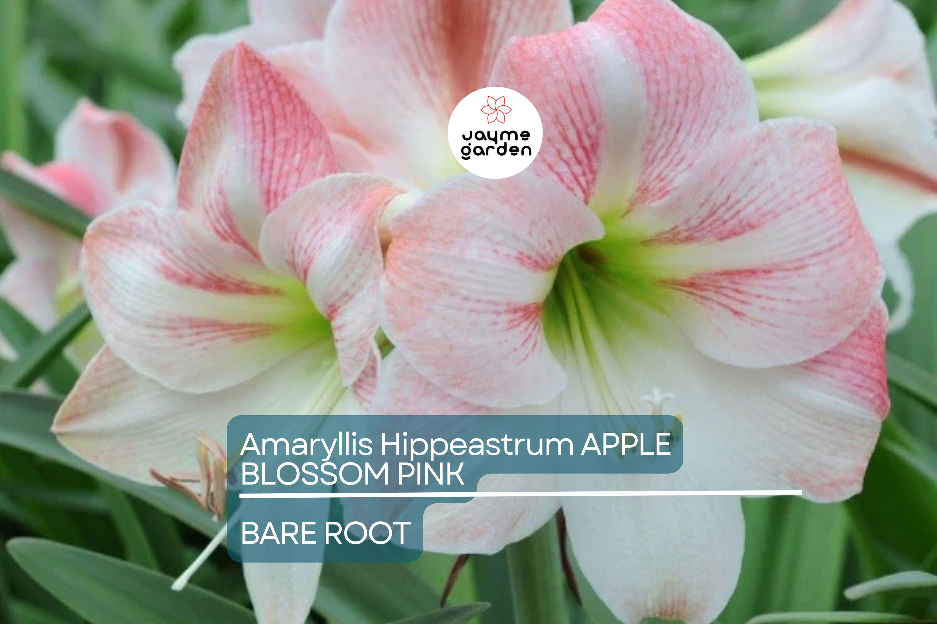 Amaryllis Apple Blossom Bulb - Pink & White Blooms, Award-Winning, Perfect for Indoor or Outdoor, USDA Zones 8-11