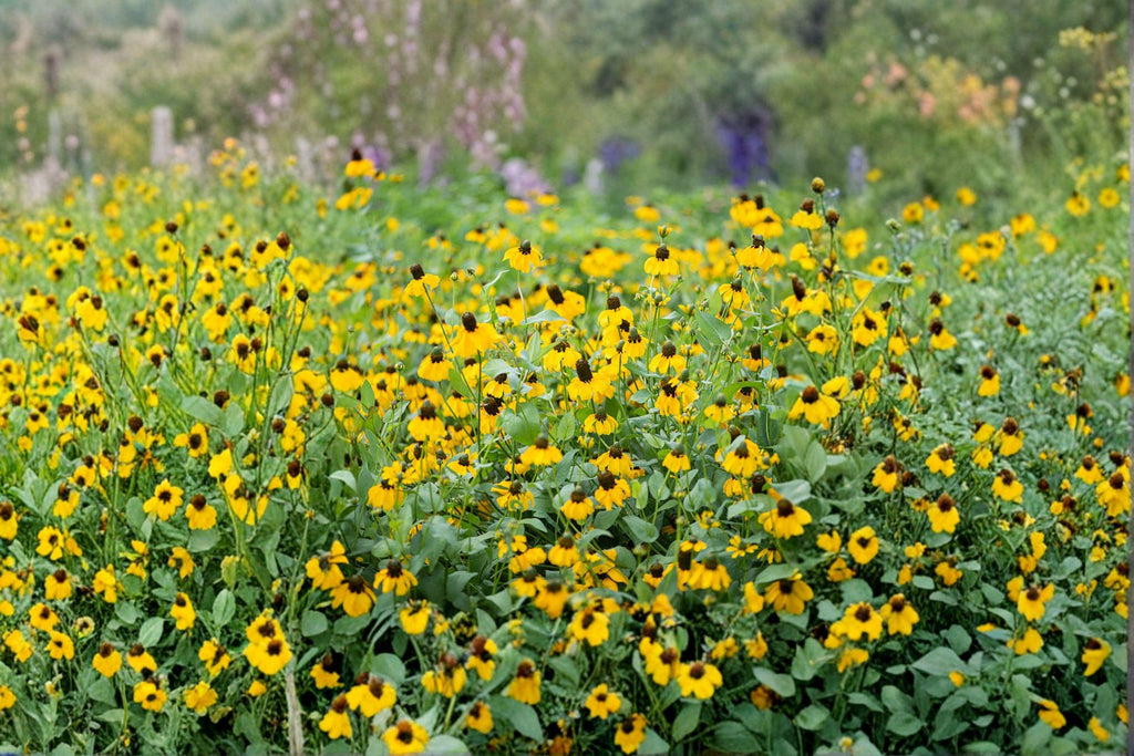 Clasping Coneflower 200 Seeds | Native Prairie Wildflower | Long-Blooming Yellow & Red Flowers | Pollinator Favorite