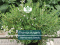 350 Thyme Seeds for Planting - Thymus vulgaris - Aromatic Herb for Cooking & Garden, Fresh Culinary Herb, Perfect for Home Garden Growers