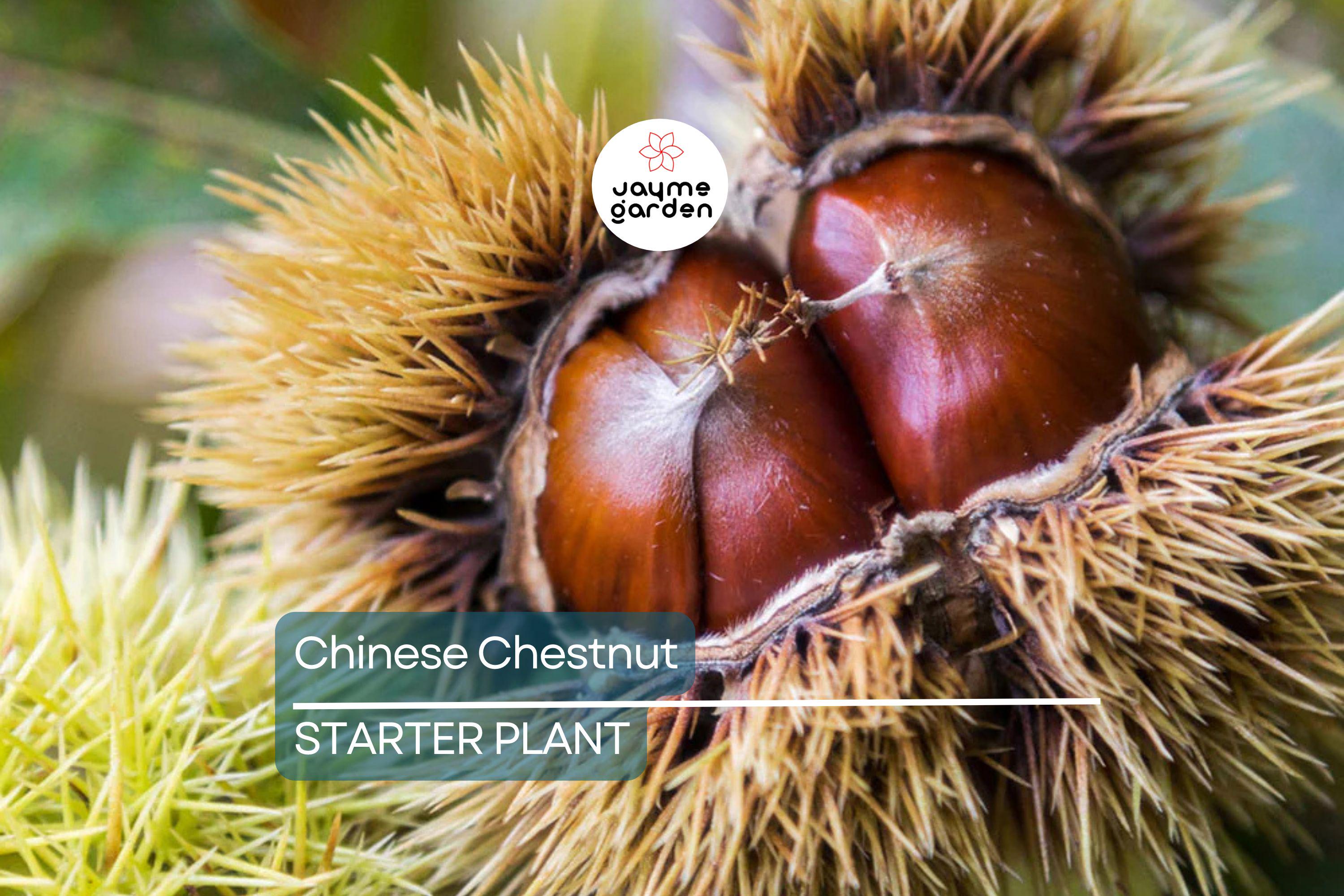 Chinese Chestnut Tree (2 Pack) – Live Bare Root Plant, Blight Resistant, Edible Nuts, Grows 40-60', Full Sun, Zones 3-9