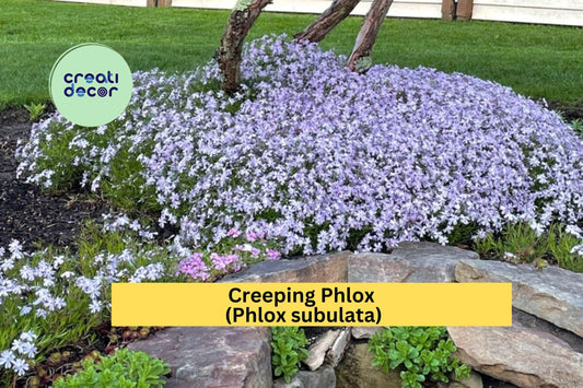 8 Creeping Phlox Live Plants | Lavender Perennial Groundcover | Hardy Flowering Bare Root Starter Plants for Outdoor Landscaping