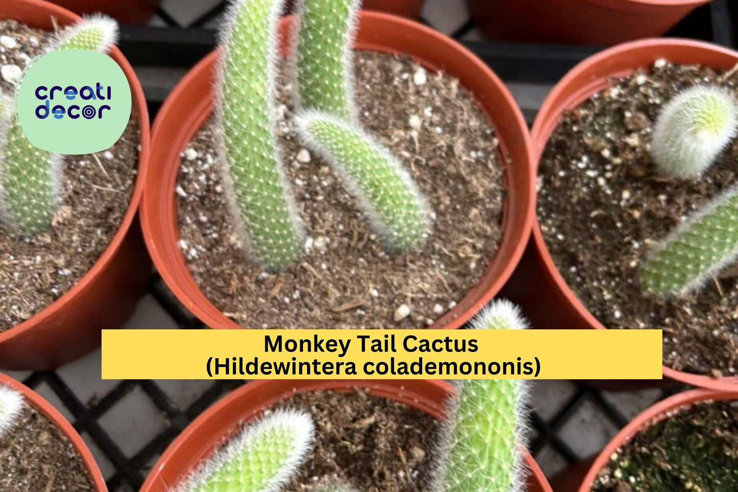 Monkey Tail Cactus Live Plant – Hildewintera colademononis 4" Pot, Fuzzy Hanging Cactus with Long Tails, Unique Succulent for Indoor Display