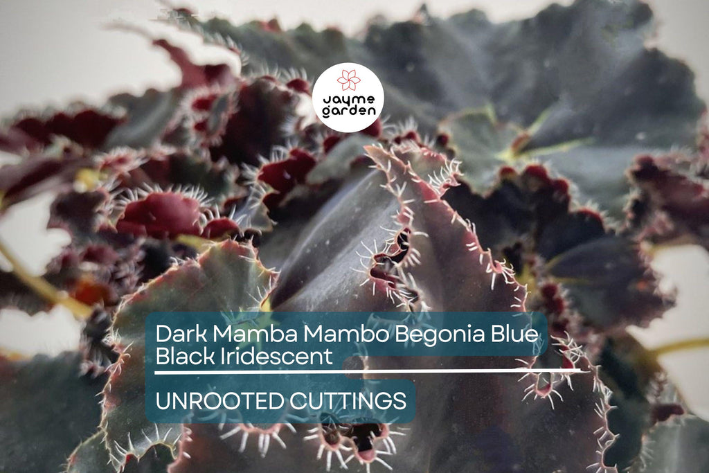 4" Black Mamba Mambo Begonia | Iridescent Blue Back Glow | Rare Live Plant | Grower’s Choice | Exotic Foliage |