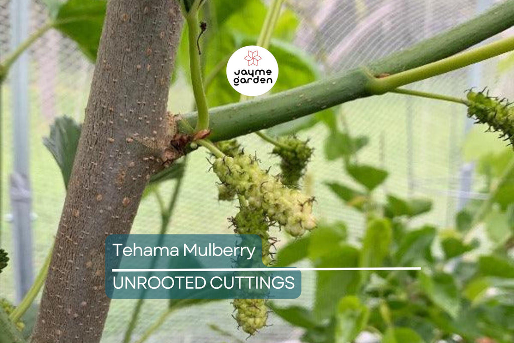 Tehama Mulberry Scion Cuttings (3) - 8" Unwashed, Sweet Large Non-Staining White Mulberry Fruit