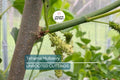 Tehama Mulberry Scion Cuttings (3) - 8" Unwashed, Sweet Large Non-Staining White Mulberry Fruit