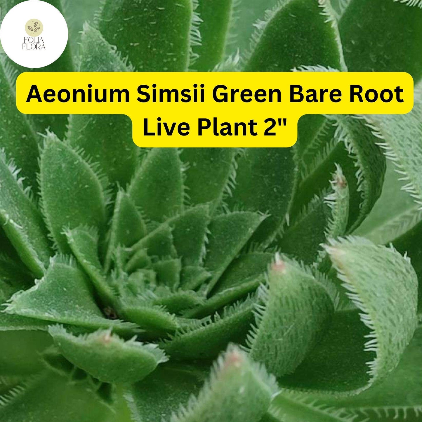 Aeonium simsii ‘Green’ | 2 Bare Root 2" Live Succulent Plants | Rosette-Forming, Drought-Tolerant, Easy-Care Houseplant