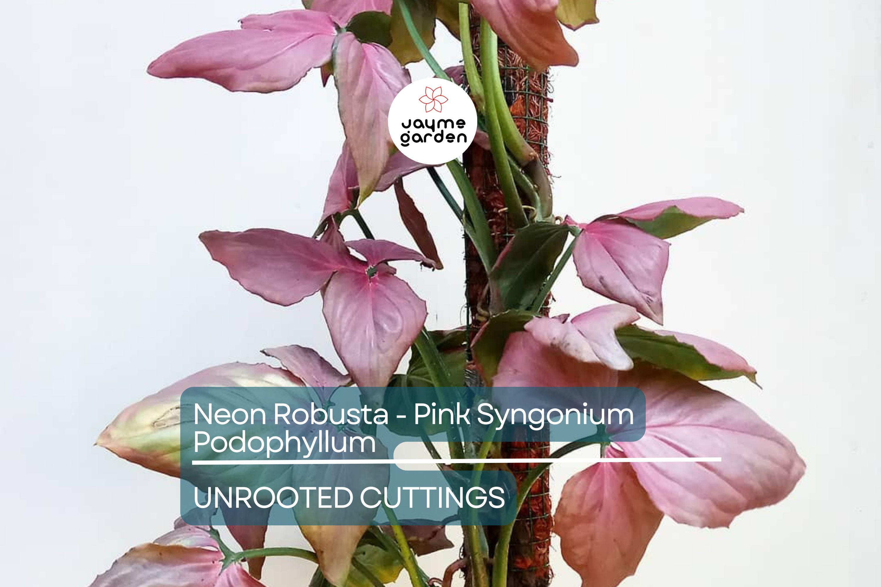 Neon Robusta Pink Syngonium Podophyllum - 6" Arrowhead Vine Philodendron Starter Cutting, Easy Houseplant