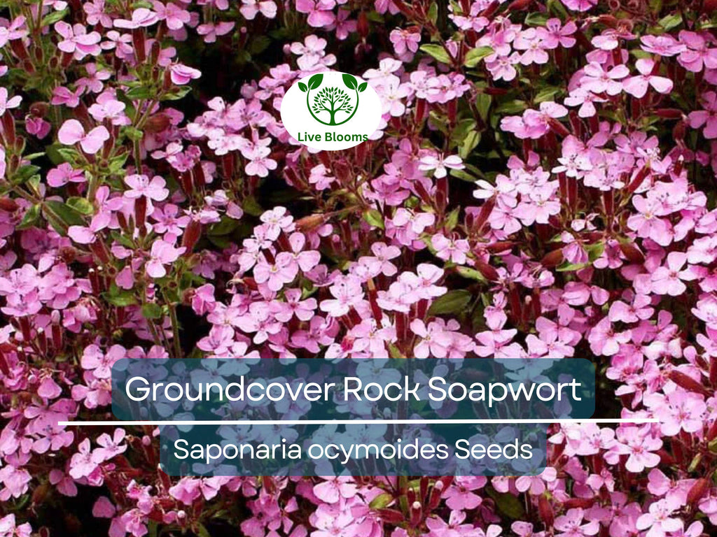 1000 Seeds Groundcover Rock Soapwort, Spreading Perennial, Pink Flowers, Non-GMO, Saponaria ocymoides, Easy to Grow