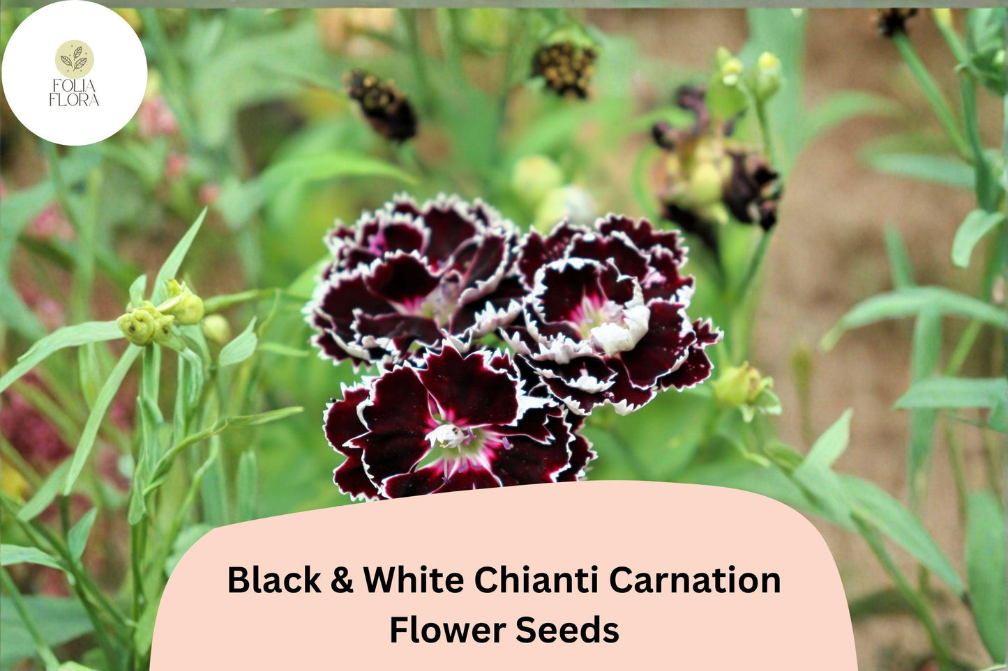200+ Black & White Chianti Carnation Seeds | Dianthus caryophyllus | Striking Bicolor Blooms for Garden and Borders