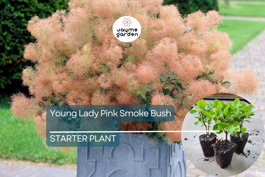 1 Young Lady Pink Smoke Bush | Compact Cotinus Starter Plant | Smoky Pink Blooms