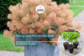 1 Young Lady Pink Smoke Bush | Compact Cotinus Starter Plant | Smoky Pink Blooms