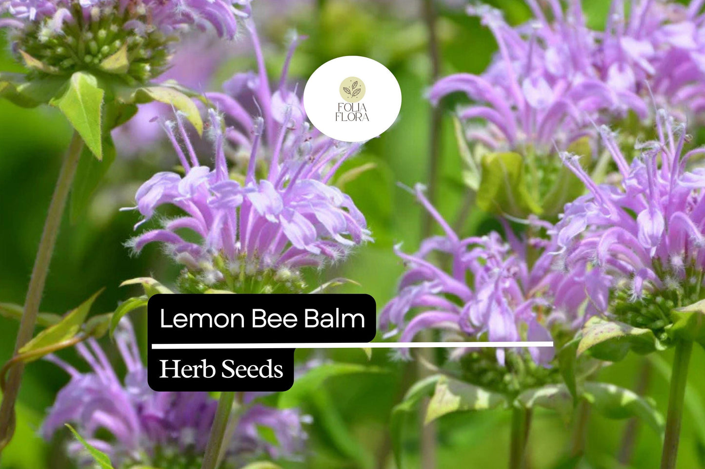 Lemon Bee Balm Seeds | 25 Seeds | Monarda Citriodora | Fragrant Pollinator Plant for Garden or Container Growing