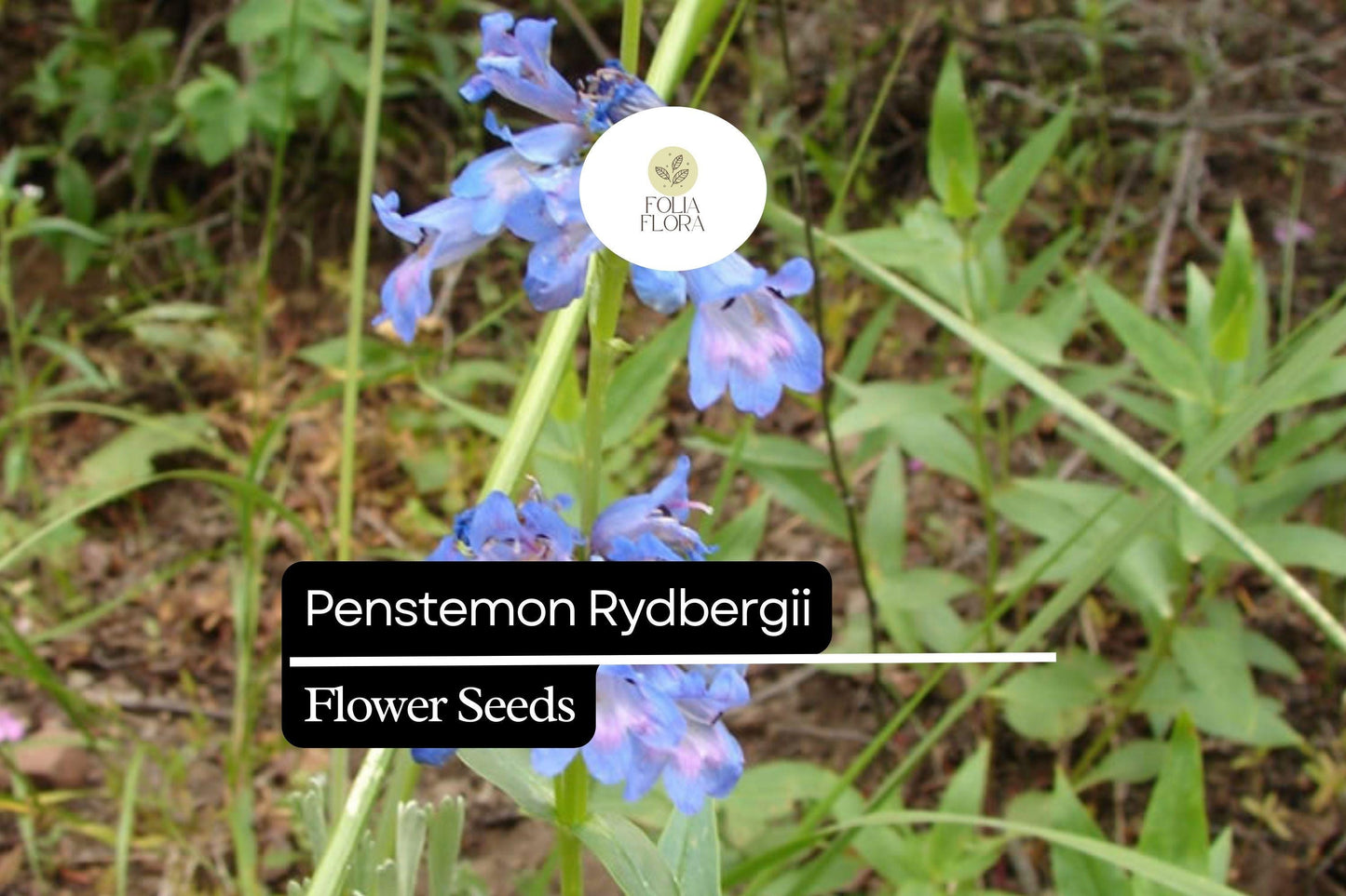 100mg Penstemon rydbergii - Rydberg's Penstemon Seeds, Native Perennial for Pollinator Gardens