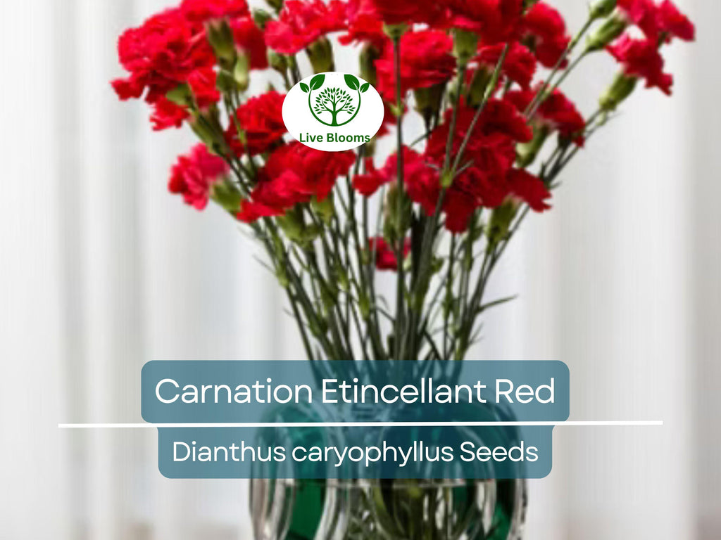 25 Seeds Carnation Etincellant Red - Fragrant Non-GMO Pollinator-Friendly Cut Flowers, Perfect for Gardens Bouquets (Dianthus caryophyllus)