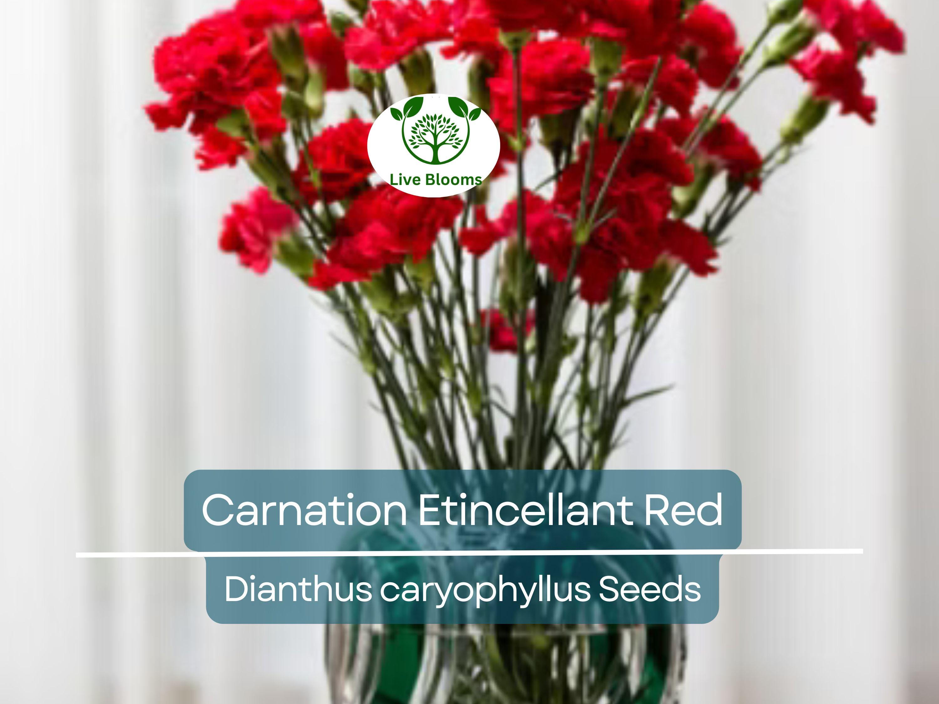 25 Seeds Carnation Etincellant Red - Fragrant Non-GMO Pollinator-Friendly Cut Flowers, Perfect for Gardens Bouquets (Dianthus caryophyllus)