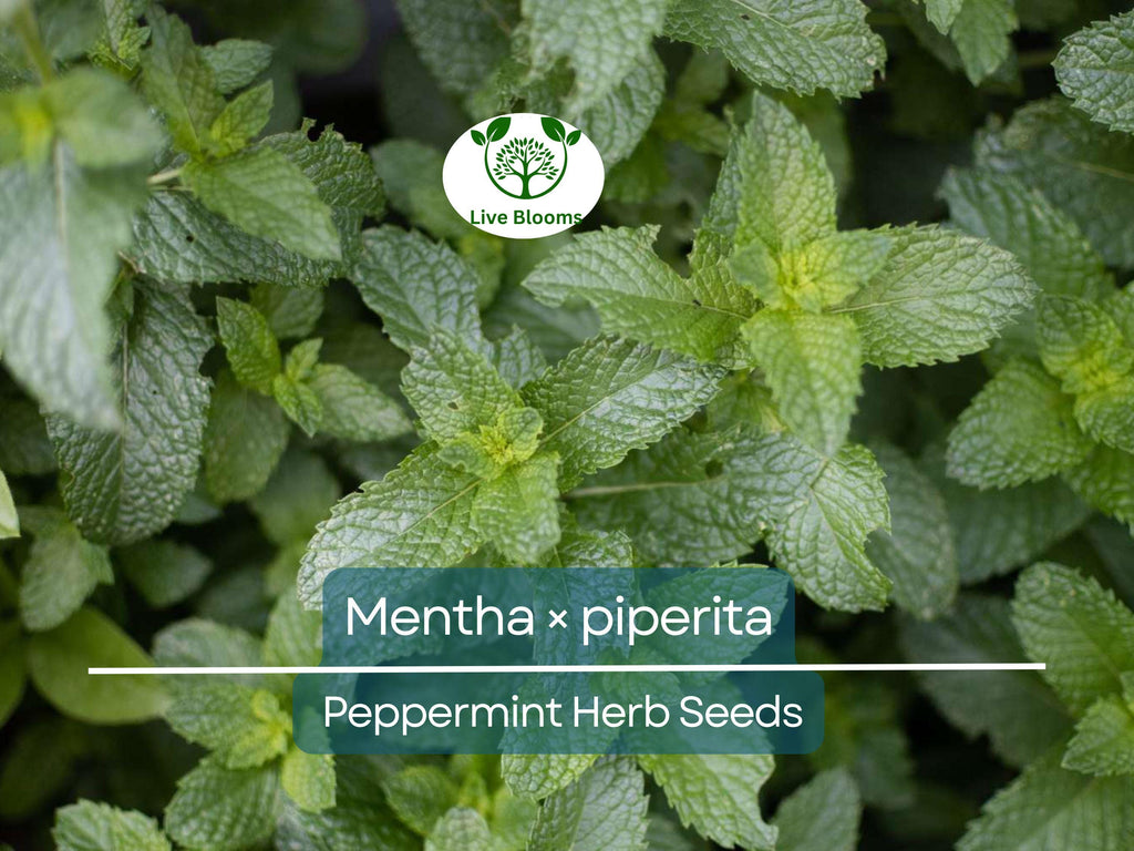 30 mg Seeds Peppermint Herb – Mentha × piperita | Fresh Mint for Planting, Culinary, Tea Uses