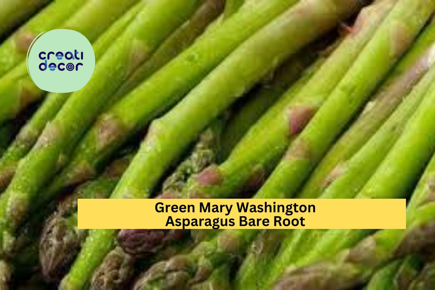 25 Mary Washington Asparagus Crowns – 2 Year Old Green Asparagus Bare Root Plants, Hand Picked Nursery Quality Perennials