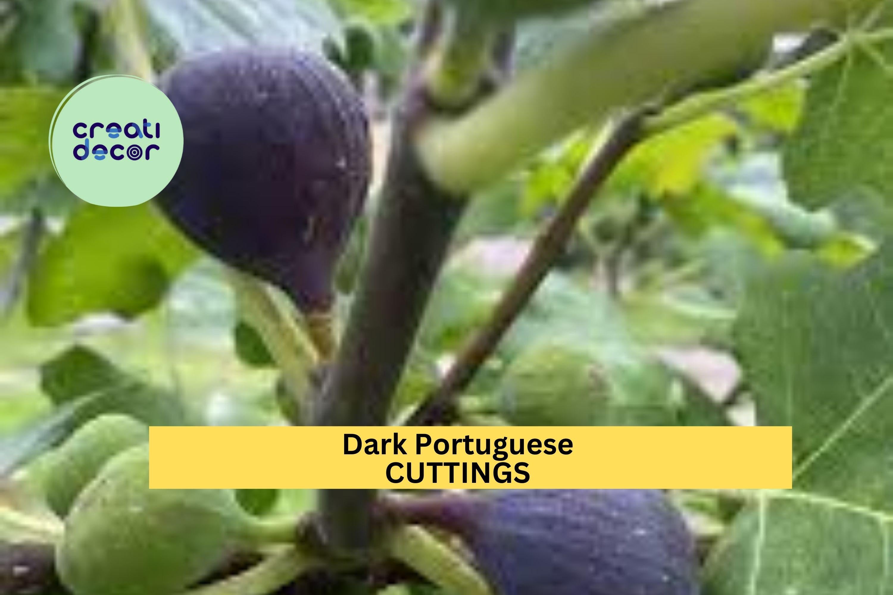 1 Dark Portuguese Fig Cutting – 8”+ Unrooted Stem with 3+ Nodes | Ficus carica Variety for Propagation in Gardens, Orchards, or Pots