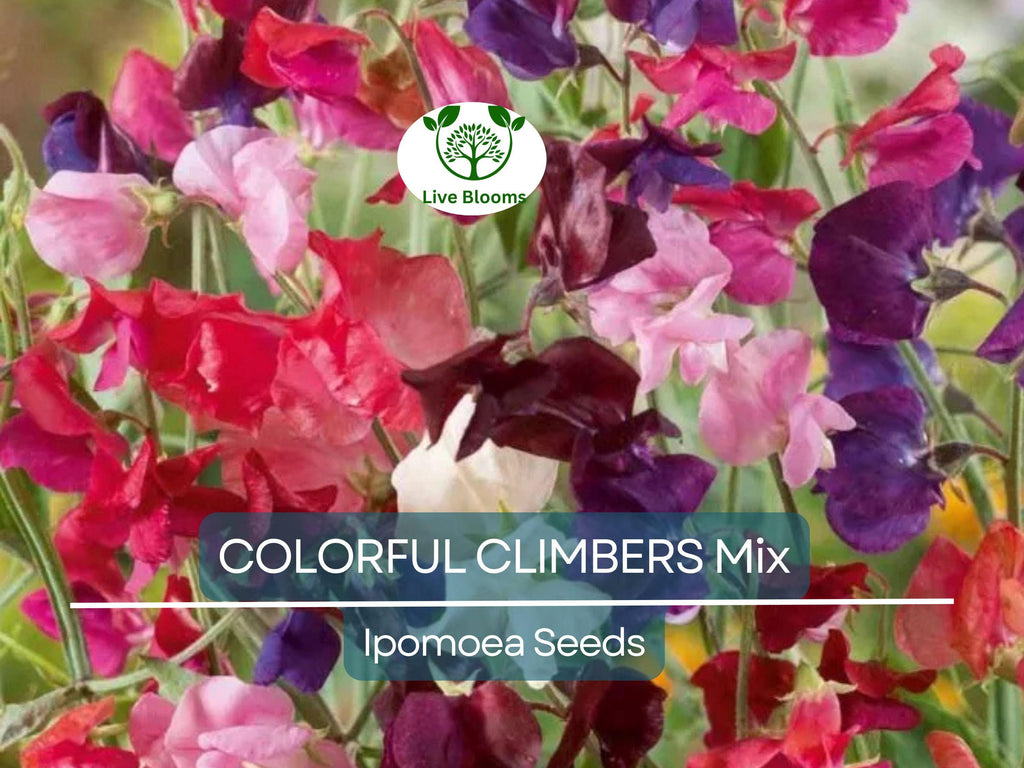 50 Seeds COLORFUL CLIMBERS Mix - Morning Glory, Sweet Pea, Nasturtium Vines, Non-GMO, Fast-Growing, Perfect for Vertical Gardens & Trellises