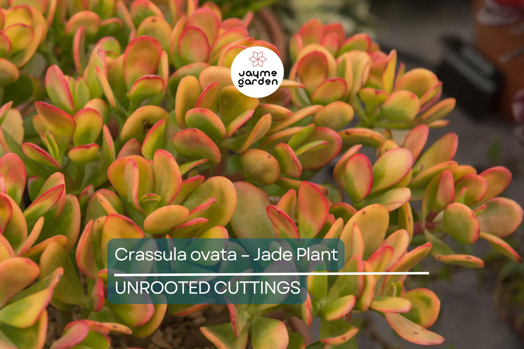 Crassula Ovata - Jade Plant | 2 Healthy Cuttings (3-5") | Easy-to-Grow Succulent for Indoor & Outdoor Decor