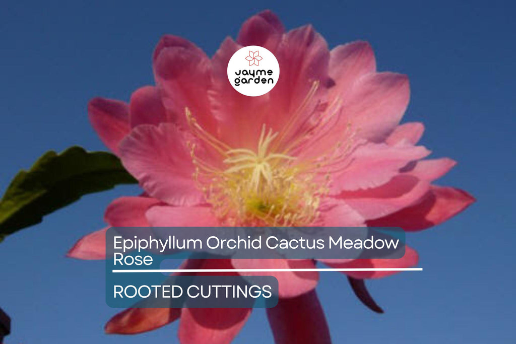 Epiphyllum Orchid Cactus 'Meadow Rose' | 2 Rooted Cuttings with New Growth | Stunning Blooms | Easy-Care Succulent Plant