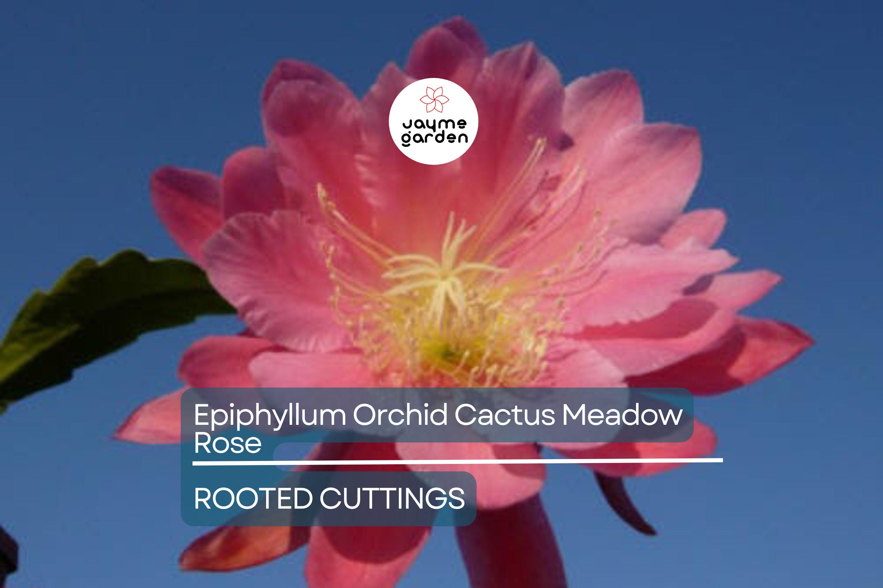 Epiphyllum Orchid Cactus 'Meadow Rose' | 2 Rooted Cuttings with New Growth | Stunning Blooms | Easy-Care Succulent Plant