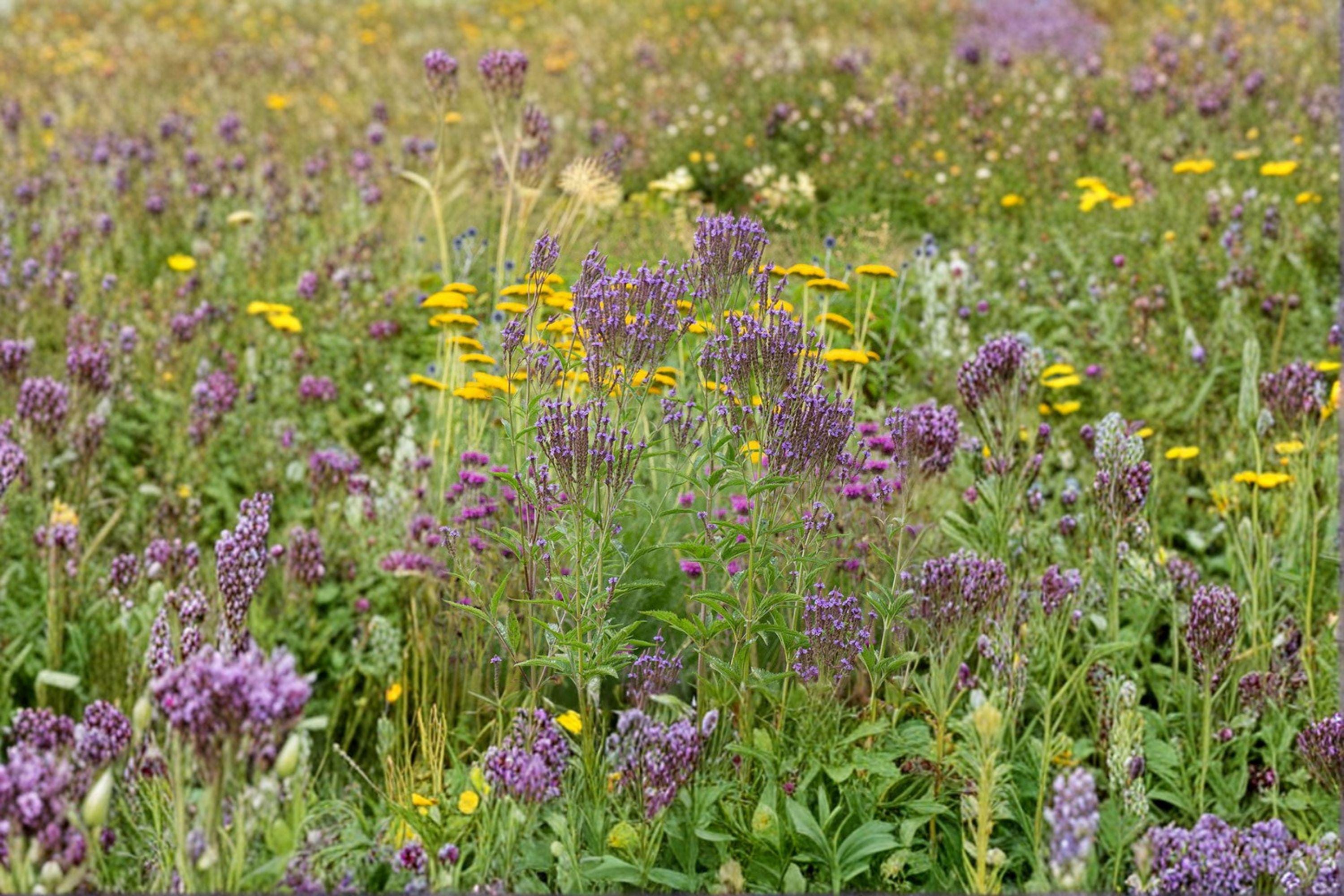 Blue Vervain Seeds – Verbena hastata, Native Perennial Wildflower (100 Seeds)