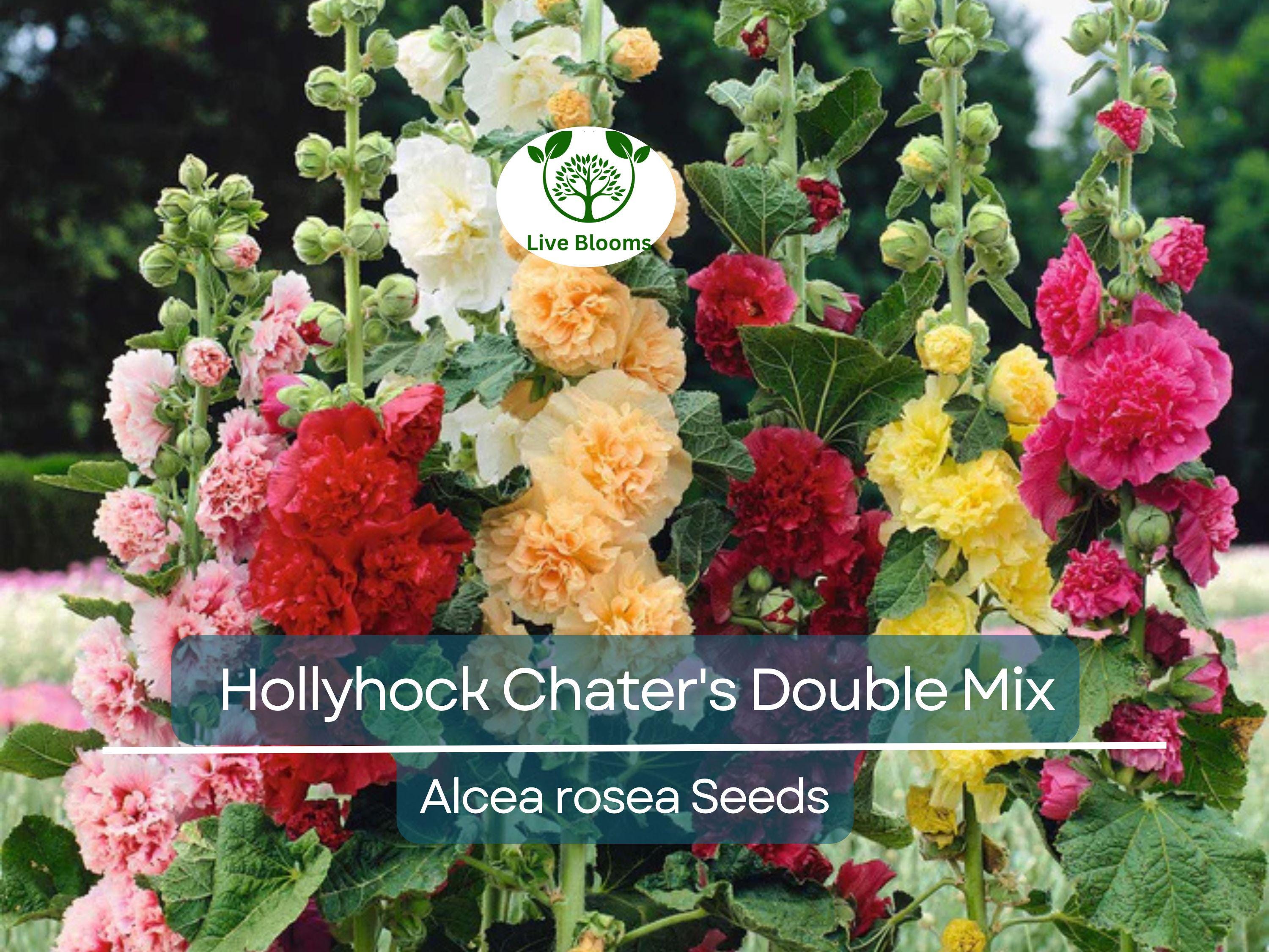 100 Seeds Hollyhock Chater's Double Mix Peony Flowered Blooms - Biennial Non-GMO, Alcea Rosea, Beautiful Garden Flowers, Hardy, Easy to Grow