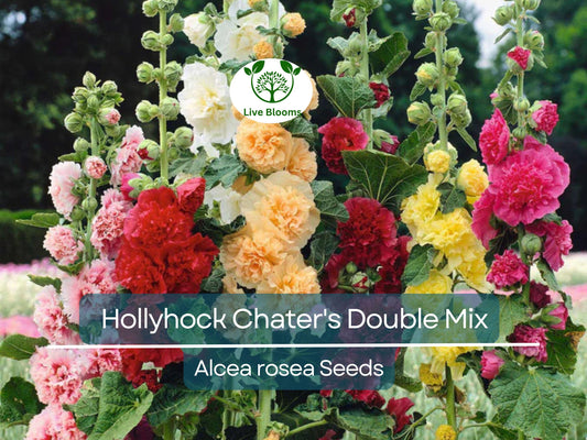 100 Seeds Hollyhock Chater's Double Mix Peony Flowered Blooms - Biennial Non-GMO, Alcea Rosea, Beautiful Garden Flowers, Hardy, Easy to Grow