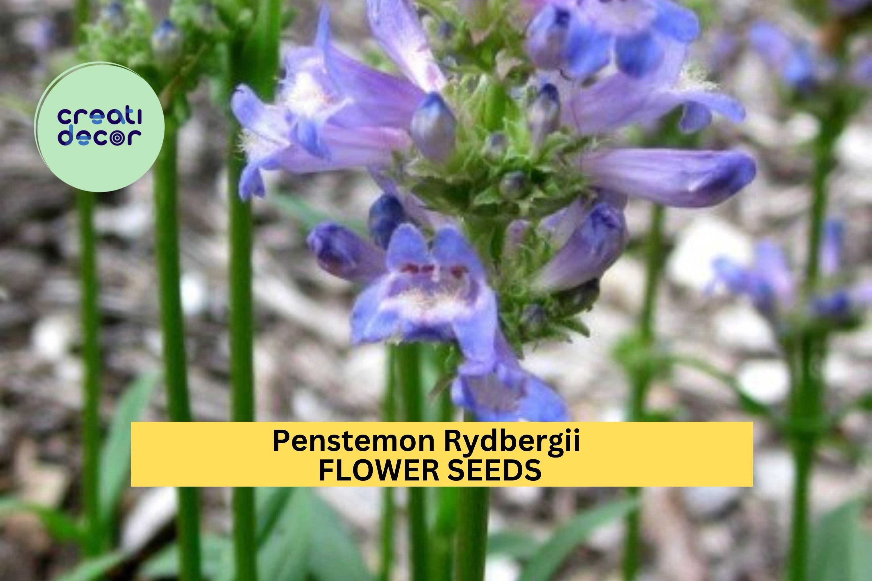 3pcs of 100mg Penstemon rydbergii Seeds – Purple Native Wildflower for Pollinator Gardens, Meadows, and Rocky Landscapes Seeds for Planting