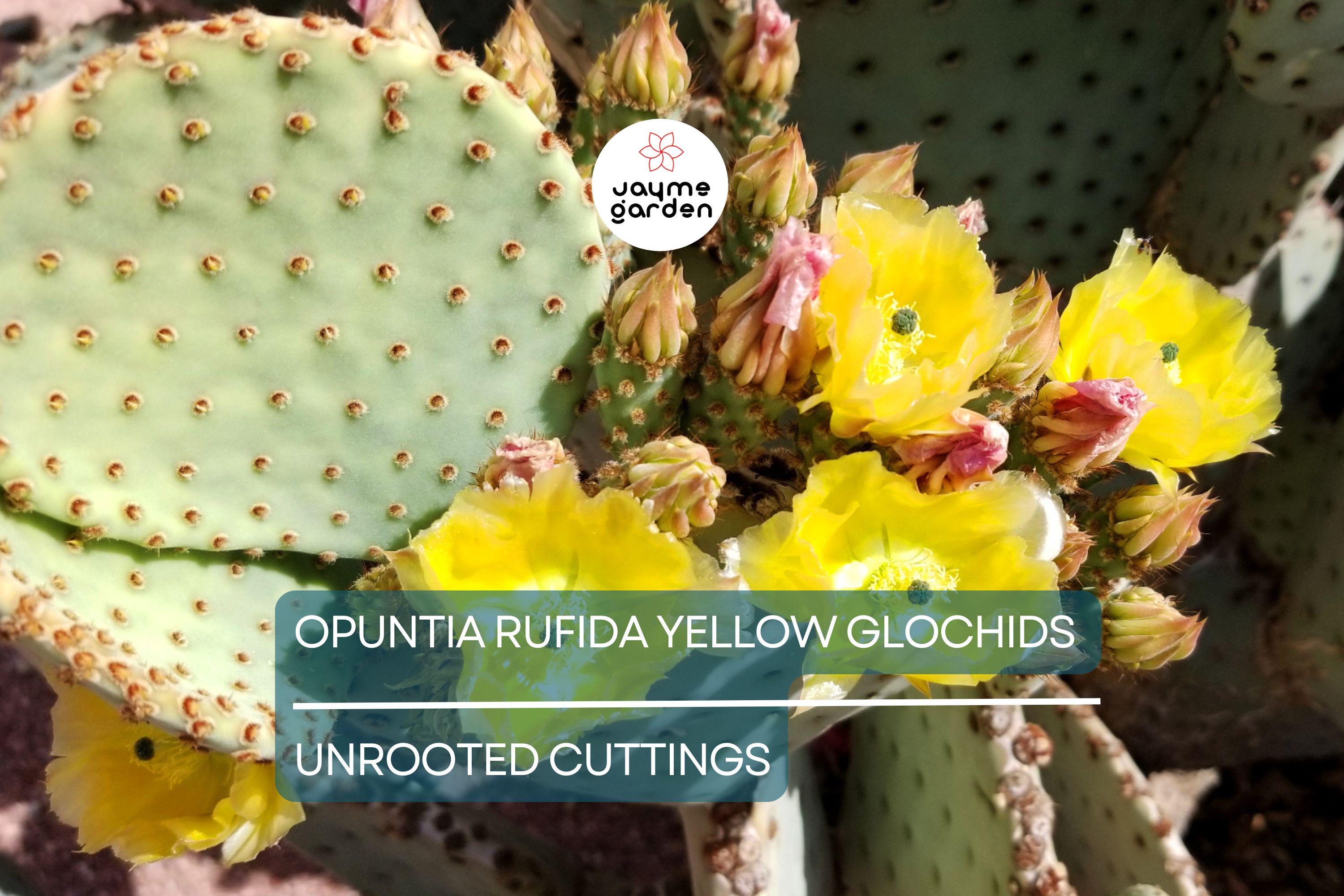 Opuntia Rufida Yellow Glochids Cactus Cutting 6-8 Inches - Bunny Ears Variety - Treated for Easy Rooting