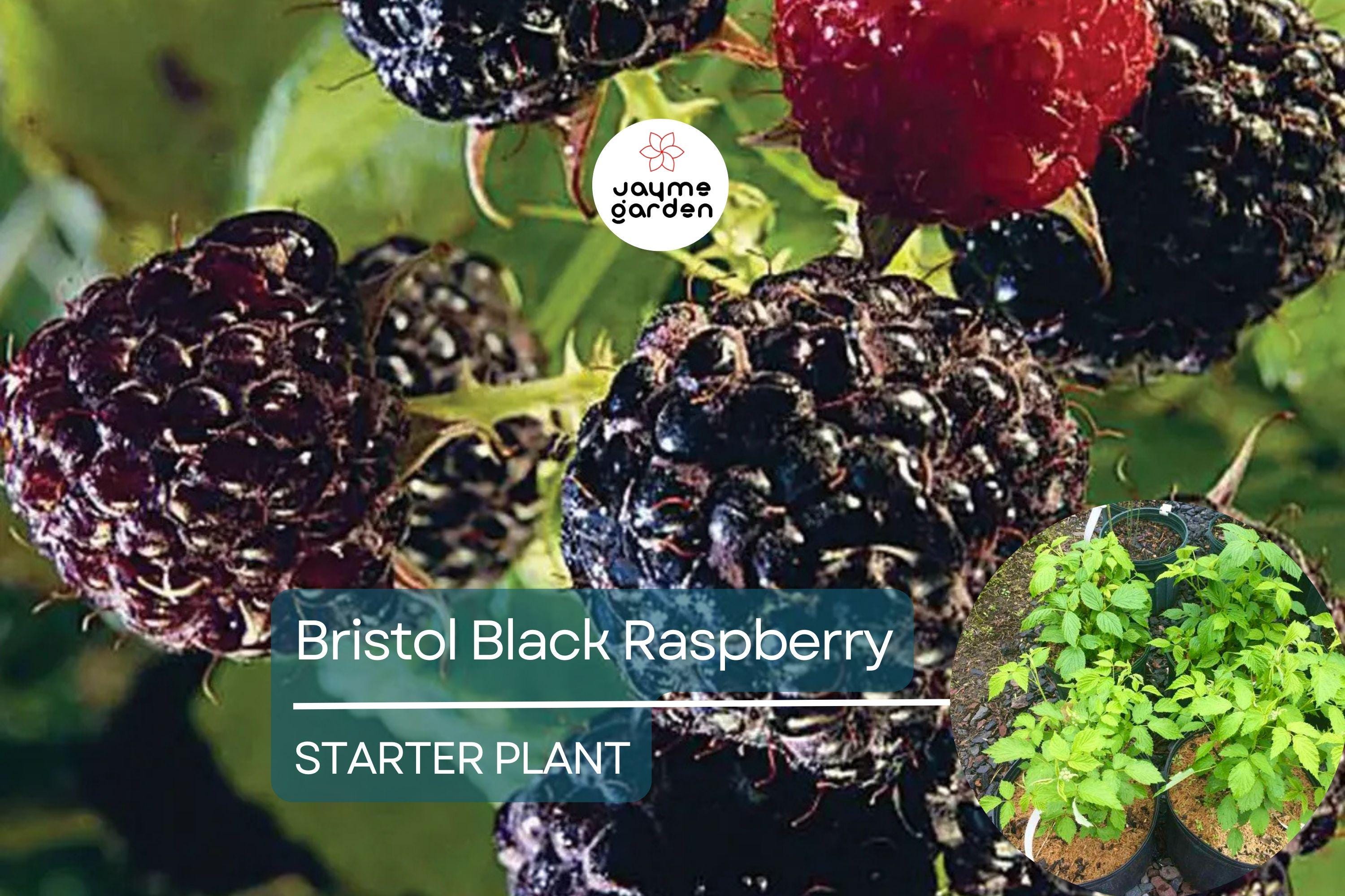 1 Raspberry Bush Live Plant – Sweet Raspberries, High-Yield Starter Plant for Home Gardens, Self-Fertile & Easy to Grow
