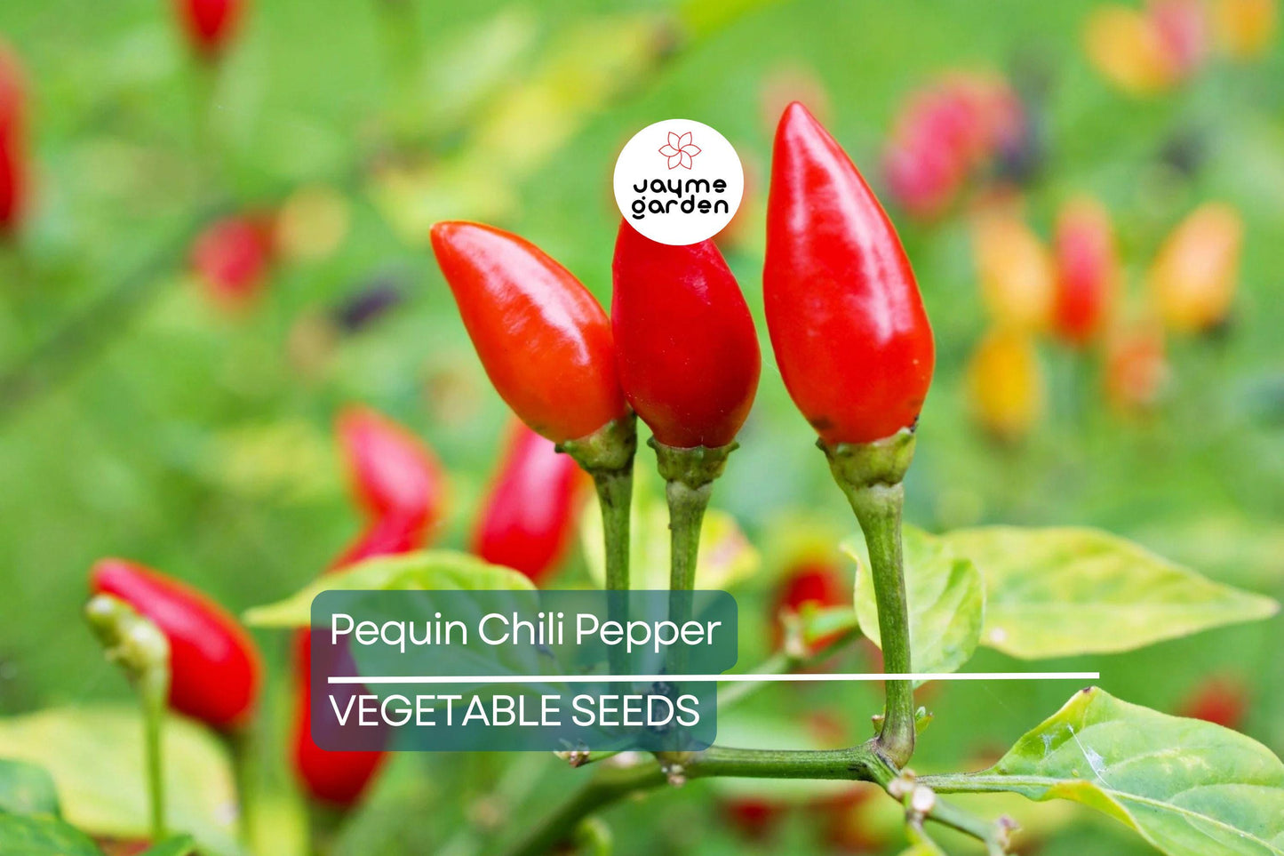 50+ Pequin Chili Pepper Seeds - 24" Hot Piquin Bird Pepper - NON-GMO USA