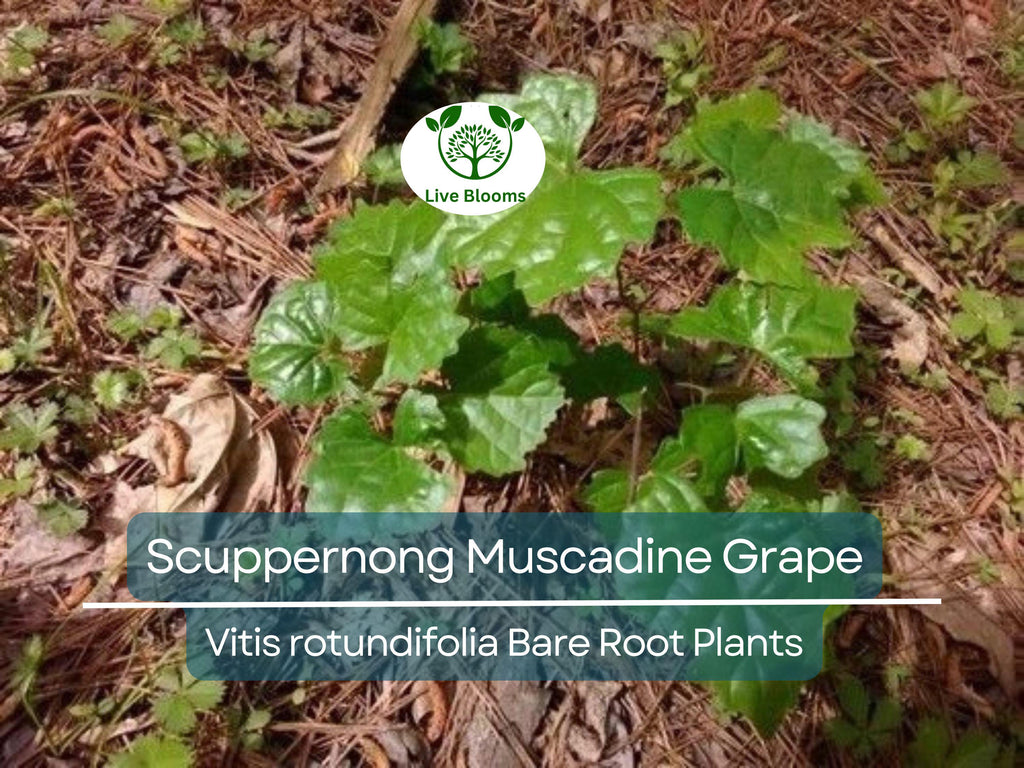 5 Scuppernong Grape Live Plants Bare Root – Muscadine Grape Vine Seedling, Hardy & Sweet Fruit – Rooted Sapling for Garden or Trellis