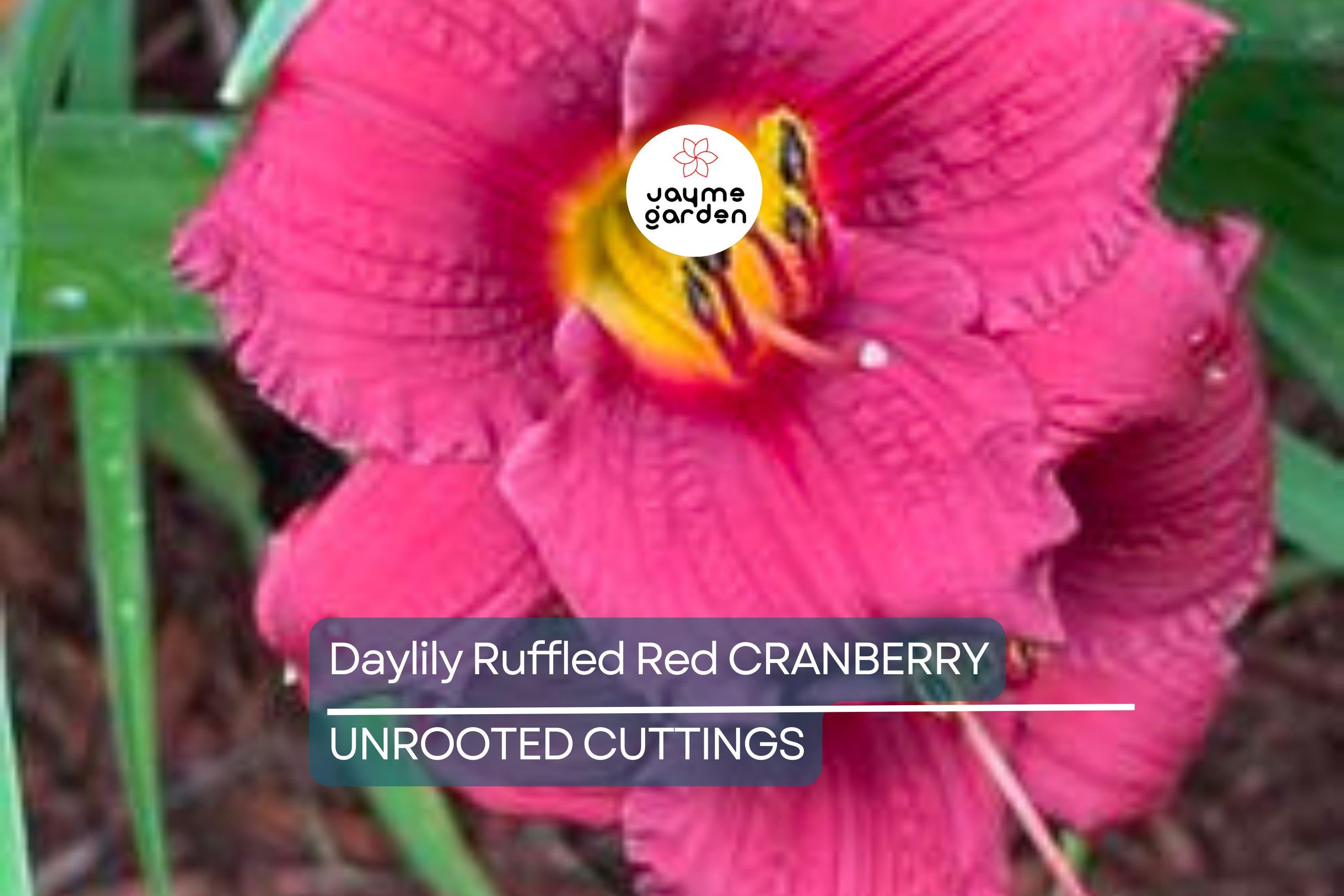 Cranberry Baby Daylily - Ruffled Red Blooms, Dwarf, Re-Blooming, Attracts Pollinators, USDA Zones 3-10