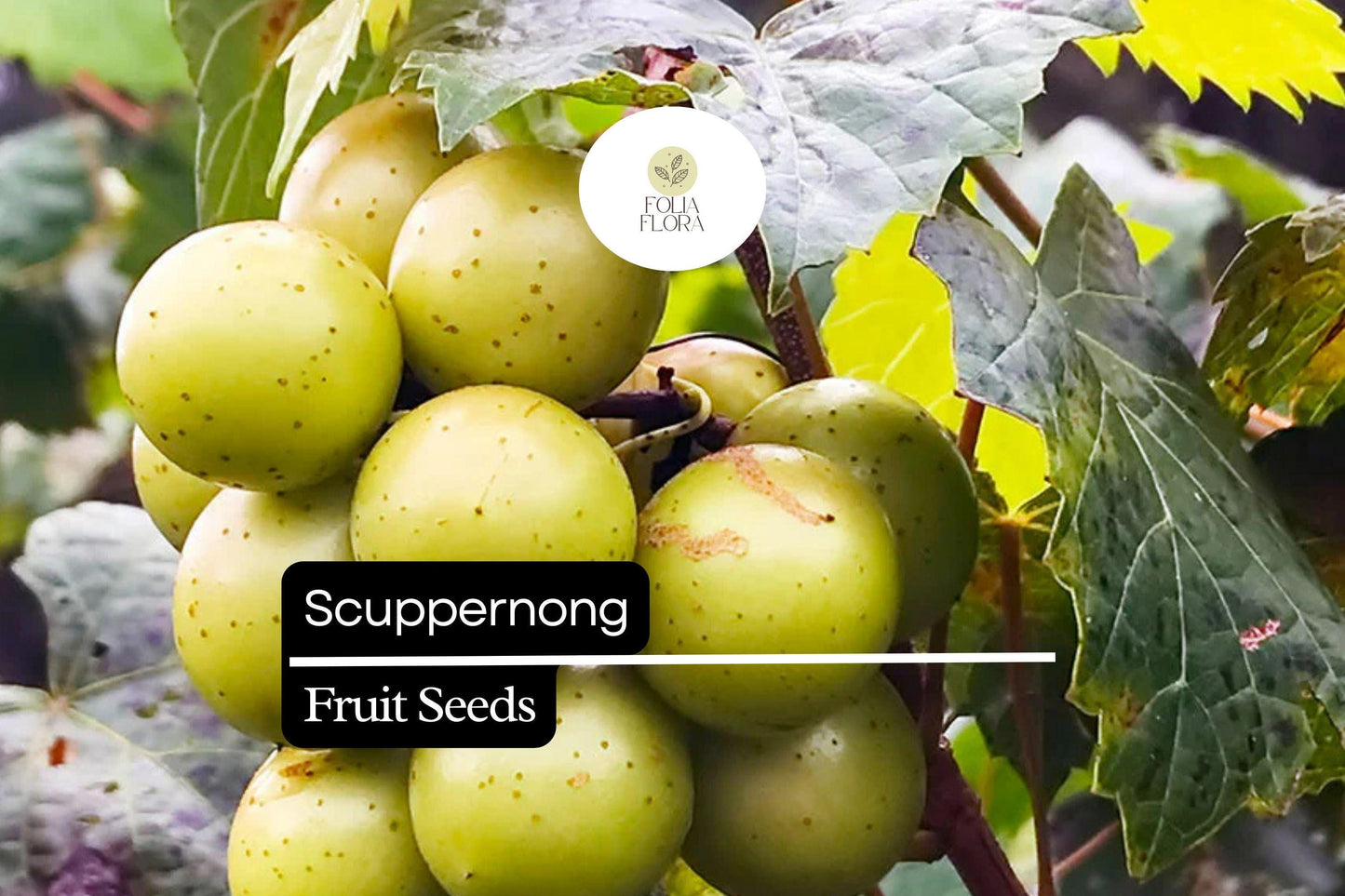 Scuppernong Grape Seeds (Vitis rotundifolia) | 5 Seeds | Grow Sweet Muscadine Grapes | Edible, High-Yield Vine