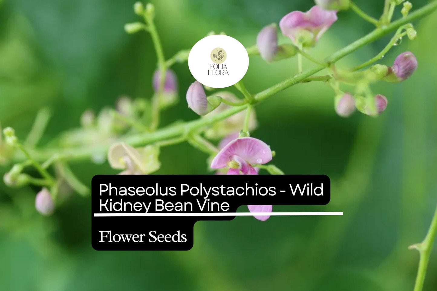5 Seeds Phaseolus polystachios - Wild Kidney Bean Vine, Native Perennial Climber
